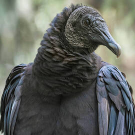 Black Vulture a Bird of Carrion by Rebecca Herranen