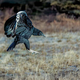 Black Vulture in Flight Over Winter Grass by Robert Niemeier
