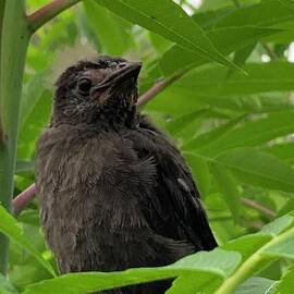 Blackbird by Catherine Wilson