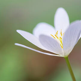 Bloodroot Wildflower by Michael Collins