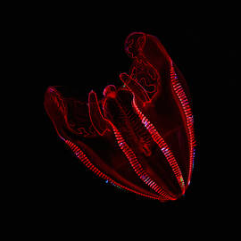 Bloody-Belly Comb Jelly  by KJ Swan