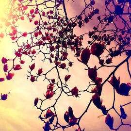 Blooming Magnolias  by Onedayoneimage Photography