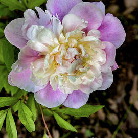 Blooming Peony Close-Up by William Norton