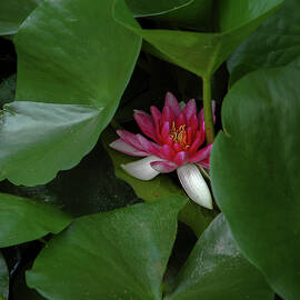 Blooming Water Lily by Mary Lee Dereske