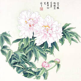 Blossoms of China - Chinese Peony by Ren Yu