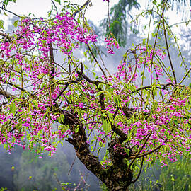 Blossums in the Rain Capilano British Columbia Canada by Tommy Farnsworth