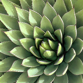 Blue Agave One by Rebecca Herranen
