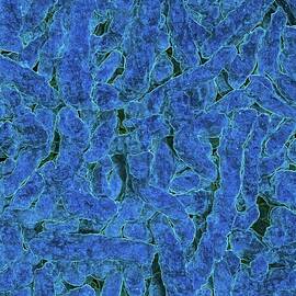 Blue Cheetos by Bruce Block