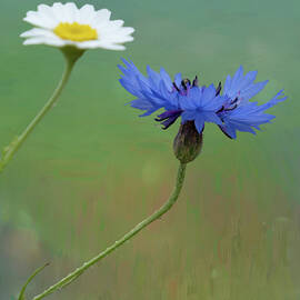 Blue Cornflower by Sue Leonard