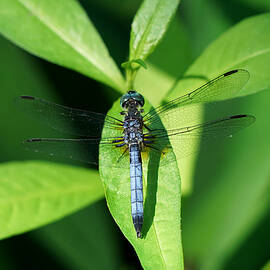 Blue Dasher by Richard Reeve