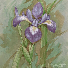 Blue Flag by Gordon Beningfield