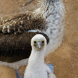 Blue Footed Booby 13A by Sally Fuller