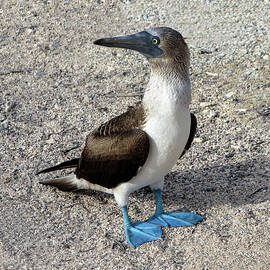 Blue Footed Booby 2A by Sally Fuller