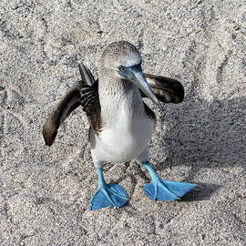 Blue Footed Booby 3A by Sally Fuller
