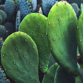 Blue-Green Prickly Pear Cactus, Arizona by Abbie Matthews