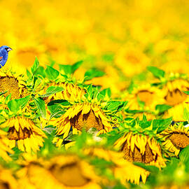 Blue Grosbeak. by Paul Martin