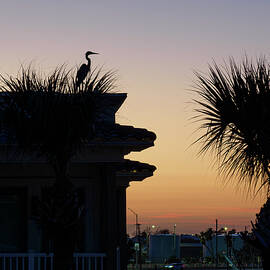 Blue Heron on Roof by Mary Lee Dereske