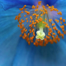 Blue Poppy Center by Susan Candelario