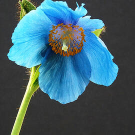 Blue Poppy by Richard Reeve