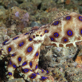 Blue Ring Octopus by Brian Weber