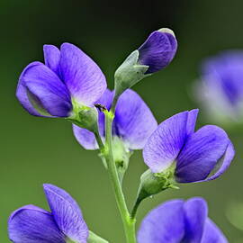 Blue Wild Indigo 1 by Dale Kauzlaric