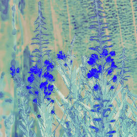 Blue Wildflowers in Abstract Setting by Bruce Block