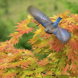 Bluebird Flying by Jean Noren