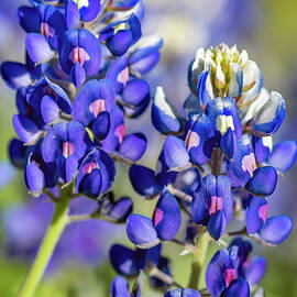 Bluebonnets by Kelley King