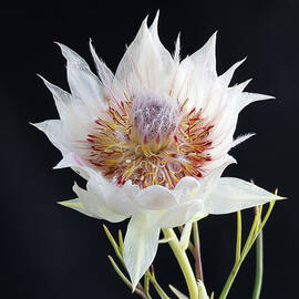 Blushing Bride Protea by Shirley Mitchell