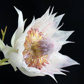 Blushing Bride by Shirley Mitchell