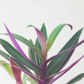 Boat Lily II by Cassia Beck