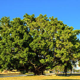 bodhi tree by Louis Dallara