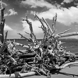 Boneyard Beach, Big Talbot Island State Park - 1 by Kelley King