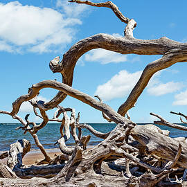 Boneyard Beach, Big Talbot Island State Park - 10 by Kelley King