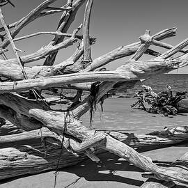 Boneyard Beach, Big Talbot Island State Park - 4 by Kelley King