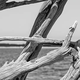 Boneyard Beach, Big Talbot Island State Park - 5 by Kelley King