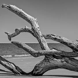 Boneyard Beach, Big Talbot Island State Park - 7 by Kelley King