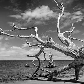 Boneyard Beach, Big Talbot Island State Park - 8 by Kelley King