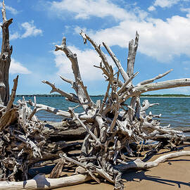 Boneyard Beach, Big Talbot Island State Park - 9 by Kelley King