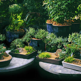 Bonsai Afloat by Jessica Jenney