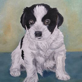 Border Collie Puppy by Angeles M Pomata