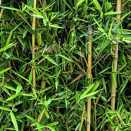 Bordo Park Bamboo by William Scott Koenig