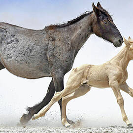 Born to Run. by Paul Martin