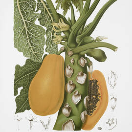 Botanical art - Papaya by Madame Berthe Hoola van Nooten