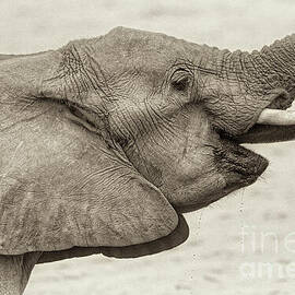 Botswana Elephant on the Chobe River by Natural Focal Point Photography