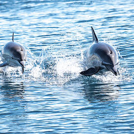 Bottlenose Dolphin by Matt Halvorson