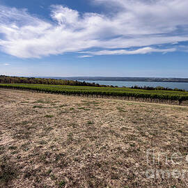 Boundary Breaks  Vineyard with Lake View by William Norton