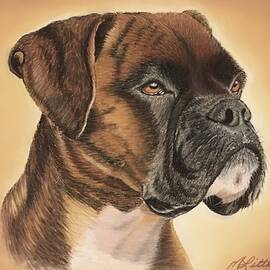 Boxer  by Marlene Little