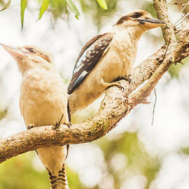 Branched Outback by Jorgo Photography
