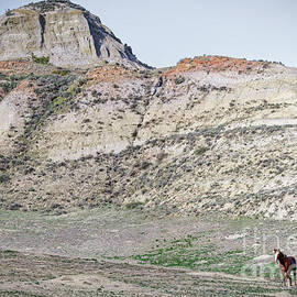 Brave and Falcon Wild Horses in North Dakota by Natural Focal Point Photography
